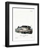 Sperm Whale-null-Framed Giclee Print