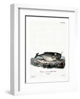 Sperm Whale-null-Framed Giclee Print