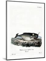 Sperm Whale-null-Mounted Giclee Print