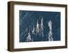 Sperm whales, aerial shot, Baja California, Mexico-Mark Carwardine-Framed Photographic Print