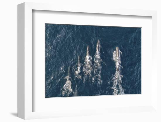 Sperm whales, aerial shot, Baja California, Mexico-Mark Carwardine-Framed Photographic Print