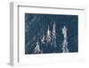 Sperm whales, aerial shot, Baja California, Mexico-Mark Carwardine-Framed Photographic Print