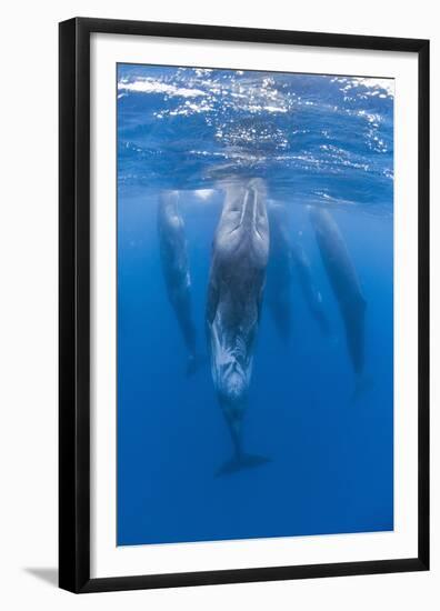 Sperm Whales (Physeter Macrocephalus) Resting, Pico, Azores, Portugal, June 2009-Lundgren-Framed Premium Photographic Print