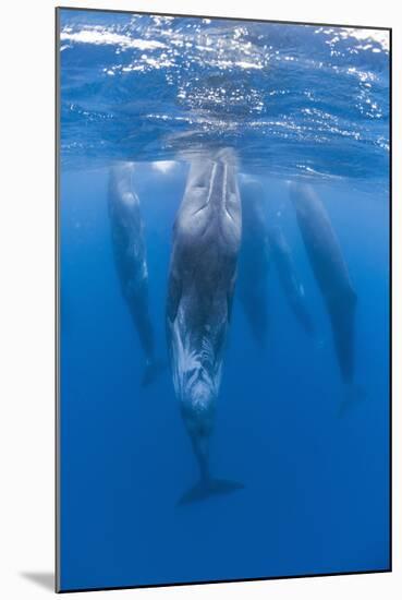 Sperm Whales (Physeter Macrocephalus) Resting, Pico, Azores, Portugal, June 2009-Lundgren-Mounted Premium Photographic Print