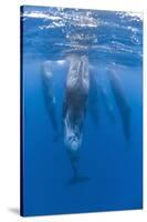 Sperm Whales (Physeter Macrocephalus) Resting, Pico, Azores, Portugal, June 2009-Lundgren-Stretched Canvas