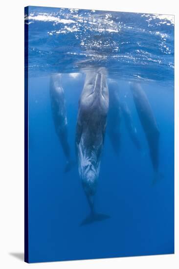 Sperm Whales (Physeter Macrocephalus) Resting, Pico, Azores, Portugal, June 2009-Lundgren-Stretched Canvas