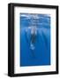 Sperm Whales (Physeter Macrocephalus) Resting, Pico, Azores, Portugal, June 2009-Lundgren-Framed Premium Photographic Print