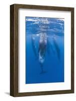 Sperm Whales (Physeter Macrocephalus) Resting, Pico, Azores, Portugal, June 2009-Lundgren-Framed Photographic Print