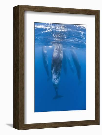 Sperm Whales (Physeter Macrocephalus) Resting, Pico, Azores, Portugal, June 2009-Lundgren-Framed Photographic Print