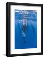 Sperm Whales (Physeter Macrocephalus) Resting, Pico, Azores, Portugal, June 2009-Lundgren-Framed Photographic Print