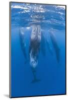 Sperm Whales (Physeter Macrocephalus) Resting, Pico, Azores, Portugal, June 2009-Lundgren-Mounted Photographic Print