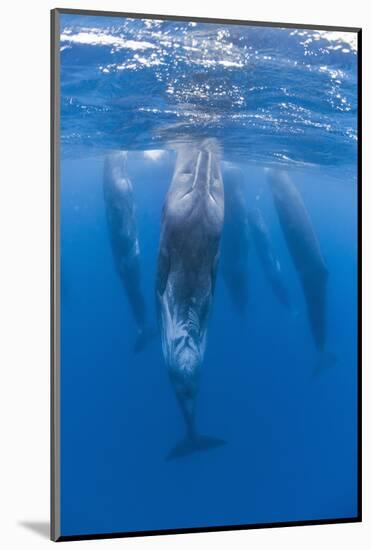Sperm Whales (Physeter Macrocephalus) Resting, Pico, Azores, Portugal, June 2009-Lundgren-Mounted Photographic Print