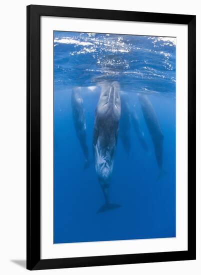 Sperm Whales (Physeter Macrocephalus) Resting, Pico, Azores, Portugal, June 2009-Lundgren-Framed Photographic Print