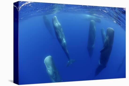 Sperm Whales (Physeter Macrocephalus) Resting, Pico, Azores, Portugal-Lundgren-Stretched Canvas