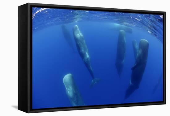 Sperm Whales (Physeter Macrocephalus) Resting, Pico, Azores, Portugal-Lundgren-Framed Stretched Canvas