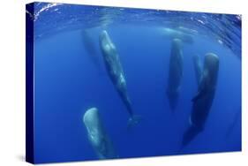 Sperm Whales (Physeter Macrocephalus) Resting, Pico, Azores, Portugal-Lundgren-Stretched Canvas