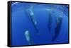 Sperm Whales (Physeter Macrocephalus) Resting, Pico, Azores, Portugal-Lundgren-Framed Stretched Canvas