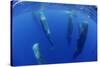 Sperm Whales (Physeter Macrocephalus) Resting, Pico, Azores, Portugal-Lundgren-Stretched Canvas