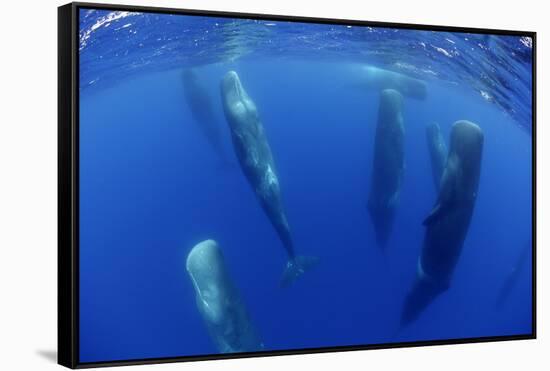 Sperm Whales (Physeter Macrocephalus) Resting, Pico, Azores, Portugal-Lundgren-Framed Stretched Canvas