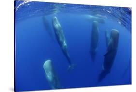 Sperm Whales (Physeter Macrocephalus) Resting, Pico, Azores, Portugal-Lundgren-Stretched Canvas