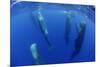 Sperm Whales (Physeter Macrocephalus) Resting, Pico, Azores, Portugal-Lundgren-Mounted Photographic Print