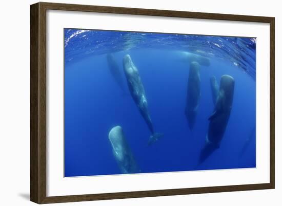 Sperm Whales (Physeter Macrocephalus) Resting, Pico, Azores, Portugal-Lundgren-Framed Photographic Print