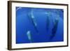Sperm Whales (Physeter Macrocephalus) Resting, Pico, Azores, Portugal-Lundgren-Framed Photographic Print