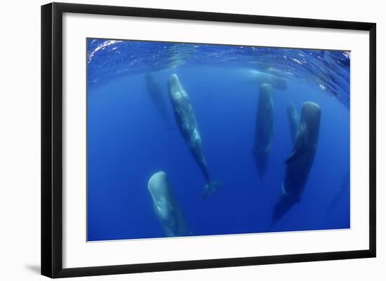 Sperm Whales (Physeter Macrocephalus) Resting, Pico, Azores, Portugal-Lundgren-Framed Photographic Print