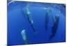 Sperm Whales (Physeter Macrocephalus) Resting, Pico, Azores, Portugal-Lundgren-Mounted Photographic Print