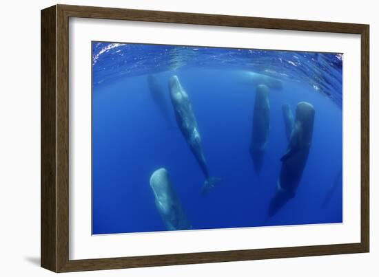 Sperm Whales (Physeter Macrocephalus) Resting, Pico, Azores, Portugal-Lundgren-Framed Photographic Print