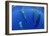 Sperm Whales (Physeter Macrocephalus) Resting, Pico, Azores, Portugal-Lundgren-Framed Photographic Print