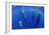 Sperm Whales (Physeter Macrocephalus) Resting, Pico, Azores, Portugal-Lundgren-Framed Photographic Print