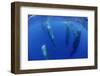 Sperm Whales (Physeter Macrocephalus) Resting, Pico, Azores, Portugal-Lundgren-Framed Photographic Print