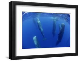 Sperm Whales (Physeter Macrocephalus) Resting, Pico, Azores, Portugal-Lundgren-Framed Photographic Print