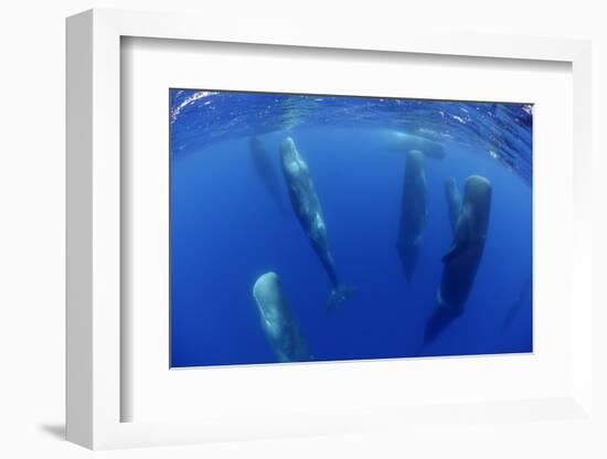 Sperm Whales (Physeter Macrocephalus) Resting, Pico, Azores, Portugal-Lundgren-Framed Photographic Print