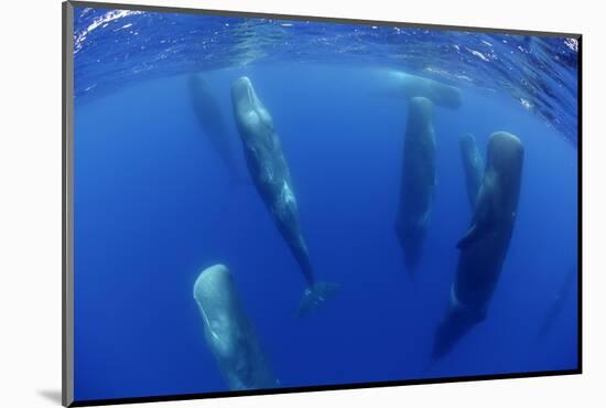 Sperm Whales (Physeter Macrocephalus) Resting, Pico, Azores, Portugal-Lundgren-Mounted Photographic Print