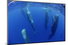 Sperm Whales (Physeter Macrocephalus) Resting, Pico, Azores, Portugal-Lundgren-Mounted Photographic Print