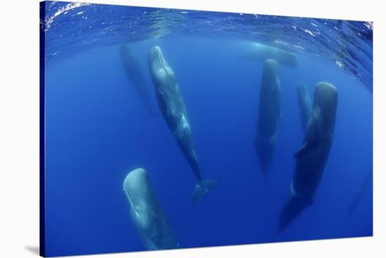 Sperm Whales (Physeter Macrocephalus) Resting, Pico, Azores, Portugal-Lundgren-Stretched Canvas