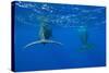 Sperm Whales (Physeter Macrocephalus)-Reinhard Dirscherl-Stretched Canvas