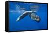 Sperm Whales (Physeter Macrocephalus)-Reinhard Dirscherl-Framed Stretched Canvas