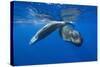 Sperm Whales (Physeter Macrocephalus)-Reinhard Dirscherl-Stretched Canvas