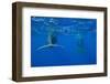 Sperm Whales (Physeter Macrocephalus)-Reinhard Dirscherl-Framed Photographic Print