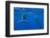 Sperm Whales (Physeter Macrocephalus)-Reinhard Dirscherl-Framed Photographic Print