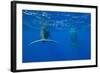 Sperm Whales (Physeter Macrocephalus)-Reinhard Dirscherl-Framed Photographic Print