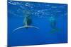 Sperm Whales (Physeter Macrocephalus)-Reinhard Dirscherl-Mounted Photographic Print