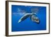 Sperm Whales (Physeter Macrocephalus)-Reinhard Dirscherl-Framed Photographic Print