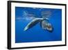 Sperm Whales (Physeter Macrocephalus)-Reinhard Dirscherl-Framed Photographic Print