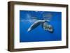 Sperm Whales (Physeter Macrocephalus)-Reinhard Dirscherl-Framed Photographic Print