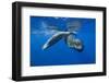 Sperm Whales (Physeter Macrocephalus)-Reinhard Dirscherl-Framed Photographic Print