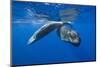 Sperm Whales (Physeter Macrocephalus)-Reinhard Dirscherl-Mounted Photographic Print